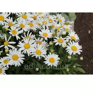Ромашка низькоросла Сільвер Принцес 0.2 г насіння Яскрава Ромашка низькоросла Сільвер Принцес 0.2 г насіння Яскрава