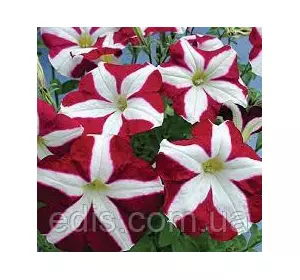 Петунія гігантська Усмев F1, 10 насінин-драже, Яскрава PREMIUM Петунія гігантська Усмев F1, 10 насінин-драже, Яскрава PREMIUM