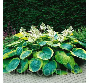 Хоста Frances Williams (Френсіс Вільямс) кореневище Хоста Frances Williams (Френсіс Вільямс) кореневище