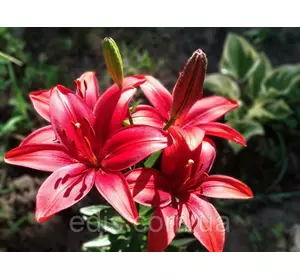 Лілія азіатська Cavoli 1 цибулина 12/14 Лілія азіатська Cavoli 1 цибулина 12/14