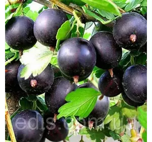 Агрус Африканець Агрус Африканець