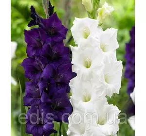 Набір гладіолусів Ультра 7 цибулин/уп. Набір гладіолусів Ультра 7 цибулин/уп.