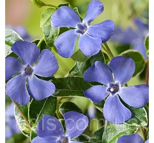 Барвинок малый Ralph Shugert (Ральф Шугерт) в контейнере Барвинок малый Ralph Shugert (Ральф Шугерт) в контейнере