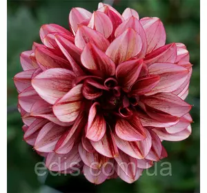 Жоржина Seniors Hope Жоржина Seniors Hope