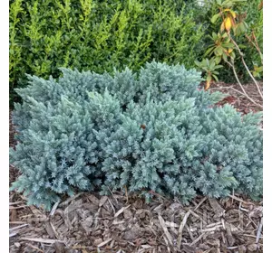 Ялівець Blue Star (Блю Стар) у контейнері Ялівець Blue Star (Блю Стар) у контейнері