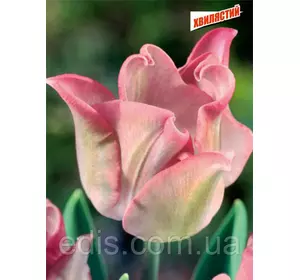 Тюльпан хвилястий Witty Picture (Уітті Пікче) 3 цибулинки Тюльпан хвилястий Witty Picture (Уітті Пікче) 3 цибулинки