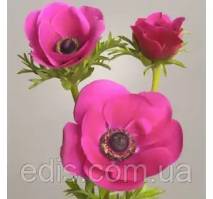 Анемона корончаста Sylphide (Сильфид) 5 бульб/уп. Анемона корончаста Sylphide (Сильфид) 5 бульб/уп.