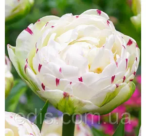 Тюльпан махровий Danceline (Денс Лайн) 3 цибулинки Тюльпан махровий Danceline (Денс Лайн) 3 цибулинки