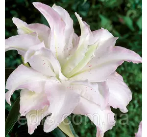 Лілія орієнтальна махрова Miss Lucy (Міс Люсі) 1 цибулина 12/14 Лілія орієнтальна махрова Miss Lucy (Міс Люсі) 1 цибулина 12/14