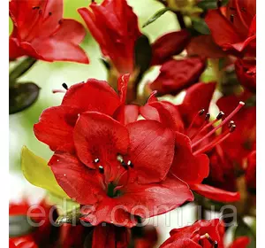 Рододендрон Kazuko Рододендрон Kazuko