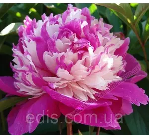 Півонія Celebrity ® Trademark (Селебріті) кореневище Півонія Celebrity ® Trademark (Селебріті) кореневище