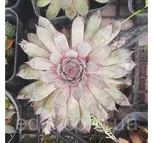 Молодило Bronco (Бронко), Ø 15 см. Молодило Bronco (Бронко), Ø 15 см.