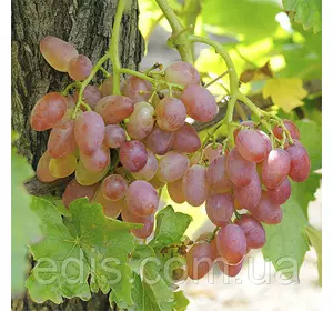 Виноград кишмиш Променистий (ранній) Виноград кишмиш Променистий (ранній)
