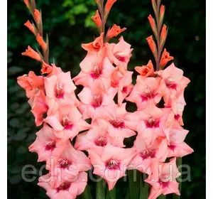 Гладіолус бамбіно Whitney (Витни) 2 квітконоса, 3 шт./уп. Гладіолус бамбіно Whitney (Витни) 2 квітконоса, 3 шт./уп.