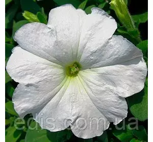 Петунія Крупноквіткова Біла 15-20 сем, насіння Яскрава Петунія Крупноквіткова Біла 15-20 сем, насіння Яскрава