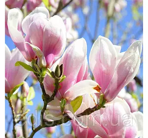 Магнолія George Henry Kern у контейнері Магнолія George Henry Kern у контейнері