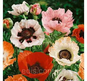 Мак східний, суміш 5 шт./уп., кореневище Мак східний, суміш 5 шт./уп., кореневище