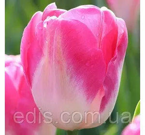 Тюльпан Тріумф Dynasty 3 цибулинки Тюльпан Тріумф Dynasty 3 цибулинки