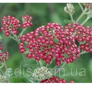 Деревій Millefolium Cassis у контейнері Деревій Millefolium Cassis у контейнері