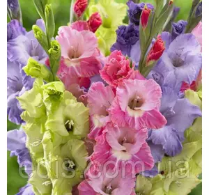 Набір гладіолусів Париж 7 цибулин/уп. Набір гладіолусів Париж 7 цибулин/уп.