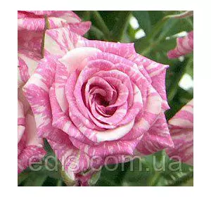 Троянда спрей Флеш Пінк ( Flash Pink ) Троянда спрей Флеш Пінк ( Flash Pink )