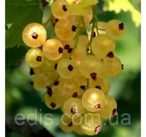 Смородина жовта Імператорська (середньорання) Смородина жовта Імператорська (середньорання)