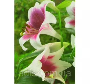 Лілія LO гібрид Triumphator (Тріумфатор) 1 цибулина 12/14 Лілія LO гібрид Triumphator (Тріумфатор) 1 цибулина 12/14