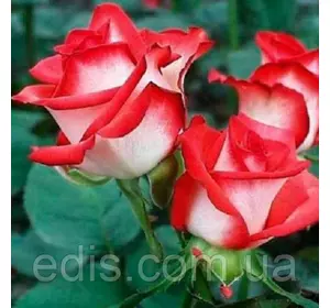 Троянда бордюрна Біло-червона Троянда бордюрна Біло-червона