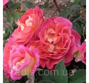 Троянда в'юнка Павичеве око (Peacock Eye) Троянда в'юнка Павичеве око (Peacock Eye)