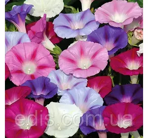 Іпомея суміш триколірна 1,0 г, насіння Яскрава Іпомея суміш триколірна 1,0 г, насіння Яскрава