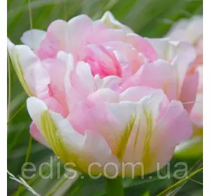 Тюльпан махровий пізній Angelique (Анжеліка) 3 цибулинки 10/11 Тюльпан махровий пізній Angelique (Анжеліка) 3 цибулинки 10/11