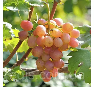 Виноград Гурман Лакомка (ранній) Виноград Гурман Лакомка (ранній)