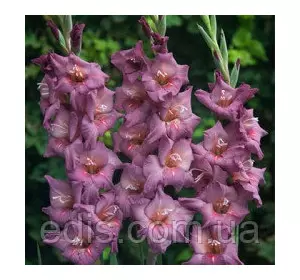 Гладіолус бамбіно Gwyneth (2 квітконоса) 3 шт./уп. Гладіолус бамбіно Gwyneth (2 квітконоса) 3 шт./уп.