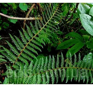 Папороть Proliferum у контейнері Папороть Proliferum у контейнері