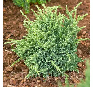 Ялівець Holger (Холгер) у контейнері 2 л Ялівець Holger (Холгер) у контейнері 2 л