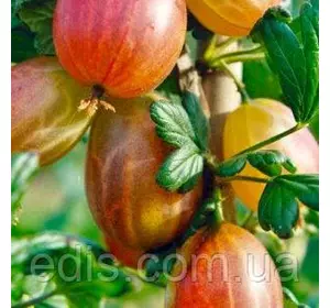 Агрус Карат (ранній) Агрус Карат (ранній)