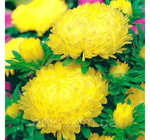 Айстра півонієподібна Соната 0,3 г насіння Яскрава Айстра півонієподібна Соната 0,3 г насіння Яскрава