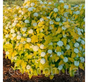 Пухиреплідник калинолистний Dart's Gold (Дартс Голд) у контейнері Пухиреплідник калинолистний Dart's Gold (Дартс Голд) у контейнері