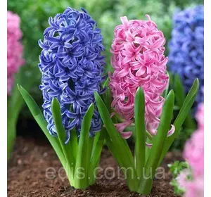 Арт-набір Блакитна мрія, 2 цибулини гіацинтів Арт-набір Блакитна мрія, 2 цибулини гіацинтів