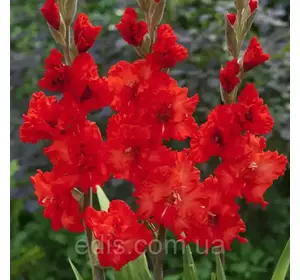 Гладіолус гофрований Firecracker (Файркрекер) 3 шт/уп. 14/16 Гладіолус гофрований Firecracker (Файркрекер) 3 шт/уп. 14/16