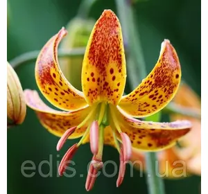 Лілія Мартагон Sunny Morning 1 цибулина 14/16 Лілія Мартагон Sunny Morning 1 цибулина 14/16