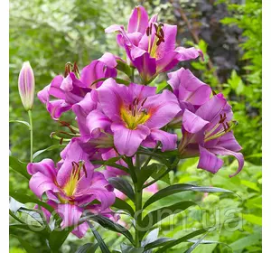 Лілію ОТ гібрид гігант Purple Lady (Пьопл Леді) 1 цибулина 12/14 Лілію ОТ гібрид гігант Purple Lady (Пьопл Леді) 1 цибулина 12/14