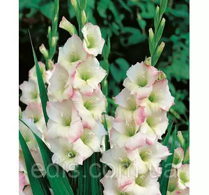 Гладіолус Cream Perfection 3 шт./уп., великоквітковий Гладіолус Cream Perfection 3 шт./уп., великоквітковий