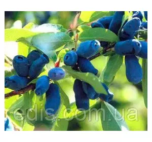 Жимолость Каріна (рання) Жимолость Каріна (рання)