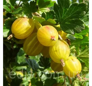 Агрус Англійський жовтий Агрус Англійський жовтий