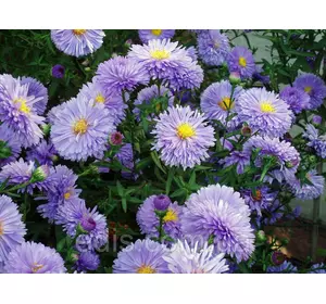 Айстра ново-бельгійська Marie Ballard (Марі Баллард) Айстра ново-бельгійська Marie Ballard (Марі Баллард)