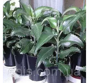 Каланхое Дегремона (лікувальний) Каланхое Дегремона (лікувальний)