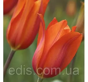 Тюльпан гігантський Temple's Favourite (Темплс Фэйворит) 3 цибулинки Тюльпан гігантський Temple's Favourite (Темплс Фэйворит) 3 цибулинки