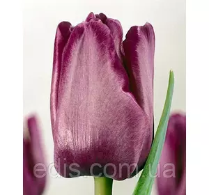 Тюльпан простий пізній Blue Aimable 3 цибулинки Тюльпан простий пізній Blue Aimable 3 цибулинки