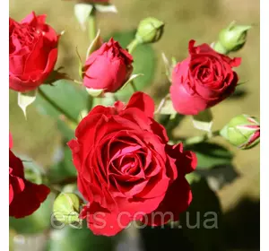 Троянда Спрей Червона Троянда Спрей Червона